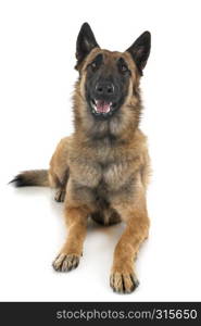 belgian shepherd in front of white background