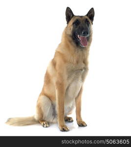 belgian shepherd in front of white background