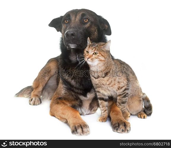 belgian shepherd malinois and cat in front of white background