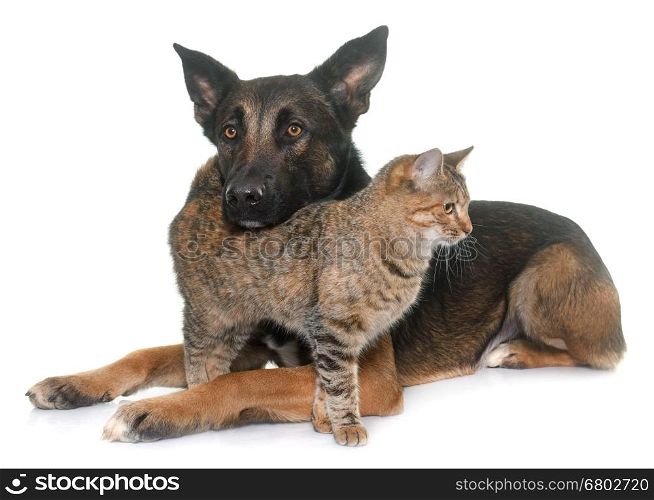 belgian shepherd malinois and cat in front of white background