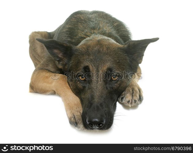 belgian shepherd malinois in front of white background