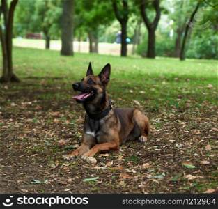 Belgian Shepherd Malinois lies on the green grass in the park and looks forward, tongue sticking out of the mouth