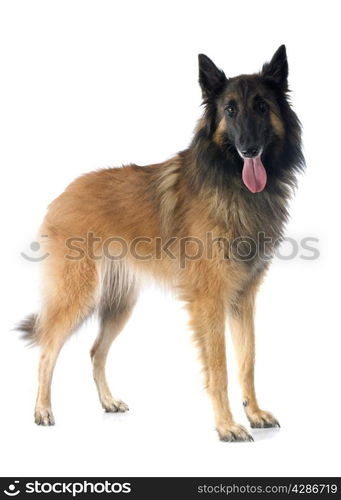 belgian shepherd tervueren in front of white background