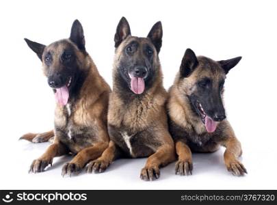 belgian shepherds in front of white background