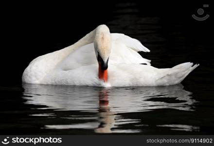 belgium bruges swan romantic