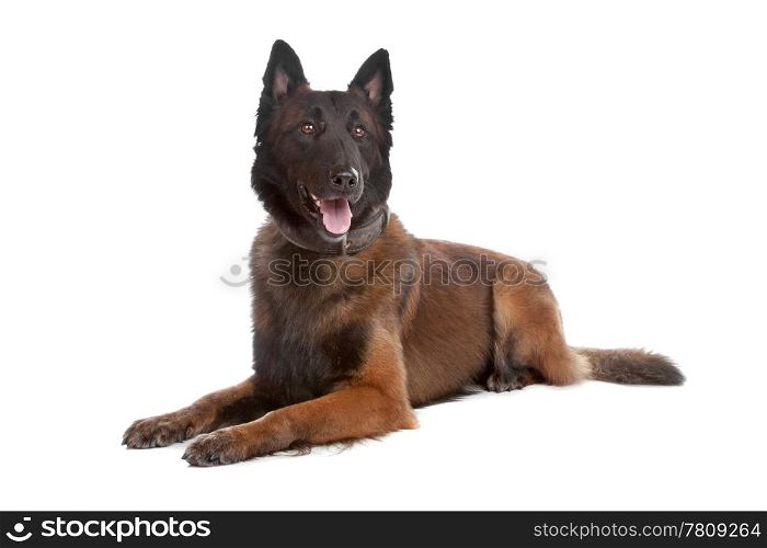 Belgium Shepherd dog. Belgium Shepherd dog isolated on a white background