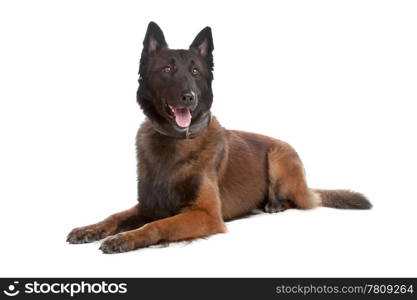 Belgium Shepherd dog. Belgium Shepherd dog isolated on a white background