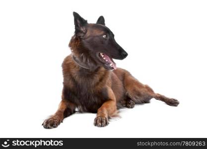 Belgium Shepherd dog. Belgium Shepherd dog lying and looking sideways, isolated on a white background