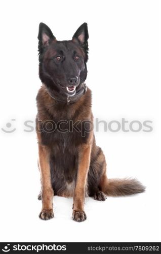 Belgium Shepherd dog. Belgium Shepherd dog sitting, isolated on a white background