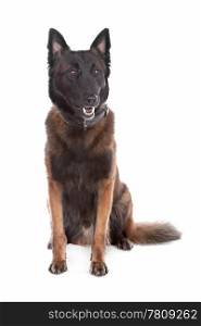 Belgium Shepherd dog. Belgium Shepherd dog sitting, isolated on a white background