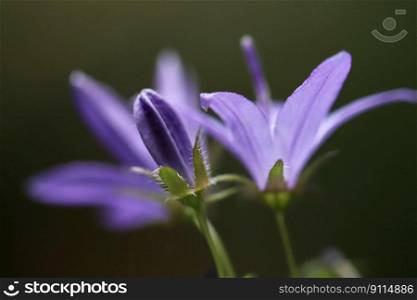bellflower blossoms bud purple
