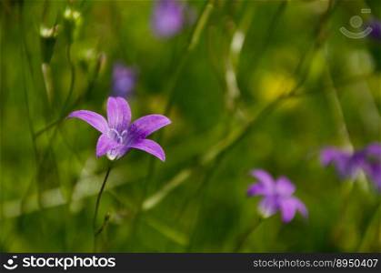 bellflowers purple flowers garden