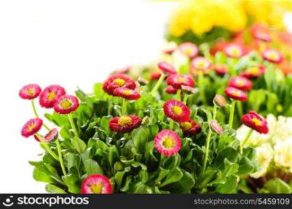 Bellis potted plant spring flower on white background