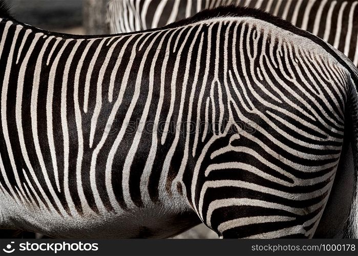 belly and hind part of a zebra, living in the Augsburg zoo Bavaria Germany