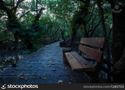 bench and wood path trail in mangrove forest