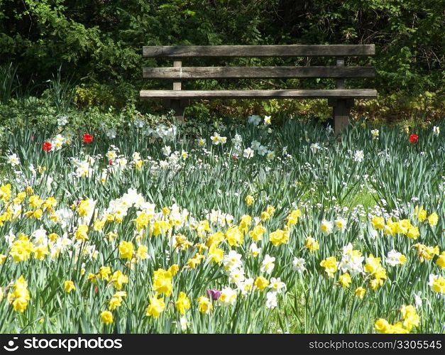 bench facing a field of flowers - daffodils and tulips