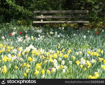 bench facing a field of flowers - daffodils and tulips