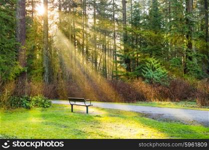 Bench in the green city park with shining sun and rays