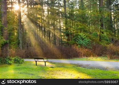 Bench in the green city park with shining sun and rays