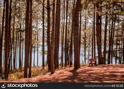 Bench seat under tree at Pine forest near Truc Lam Da Lat Zen Monastery and Tuyen Lam lake - Vietnam with warm light in spring season
