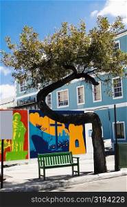 Bench under a tree, Bay Street, Nassau, Bahamas