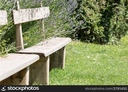 Benches in a park surrounded by lavender plants