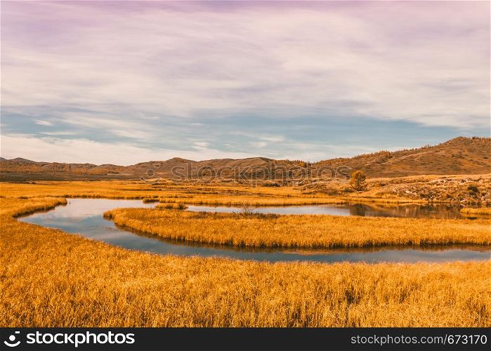Bend of river in yellow grass. Golden autumn in mountain valley. Snow rocks on horizon