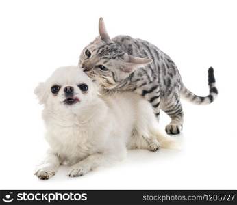 bengal cat and chihuahua in front of white background
