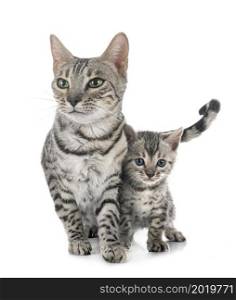 bengal cat and kitten in front of white background