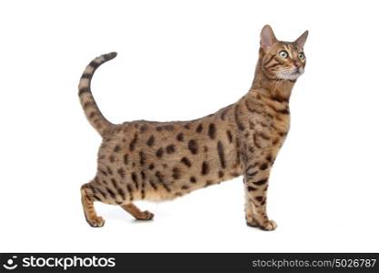 Bengal cat. Bengal cat in front of a white background