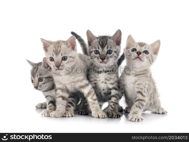 bengal cat family in front of white background