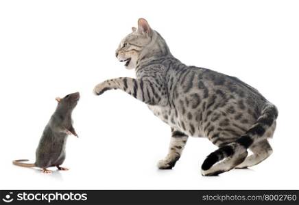 bengal cat hunting rat in front of white background