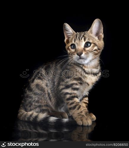 bengal cat in front of black background
