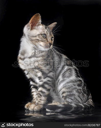 bengal cat in front of black background