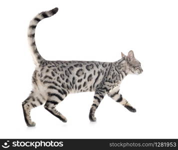 bengal cat in front of white background