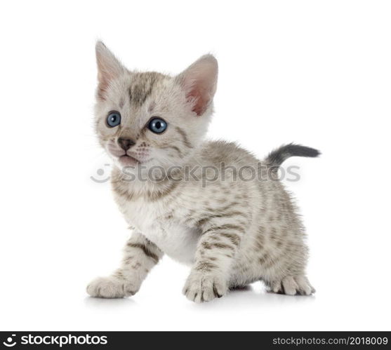 bengal cat in front of white background