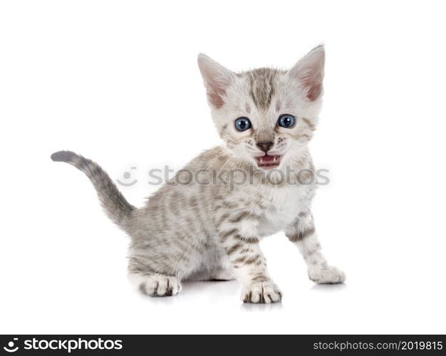 bengal cat in front of white background