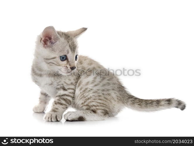 bengal cat in front of white background