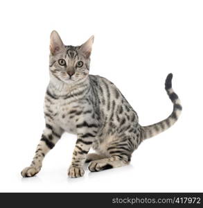 bengal cat in front of white background