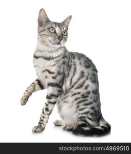 bengal cat in front of white background