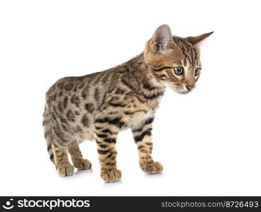 bengal cat in front of white background