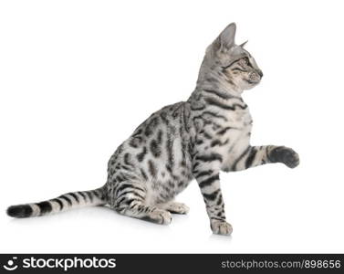 bengal cat in front of white background