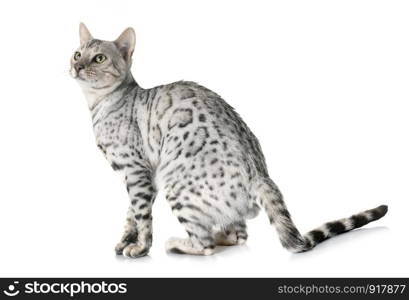 bengal cat in front of white background