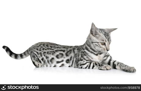 bengal cat in front of white background