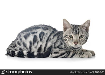 bengal cat in front of white background