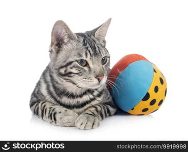 bengal cat in front of white background