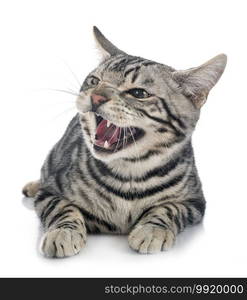 bengal cat in front of white background