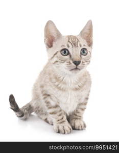 bengal cat in front of white background