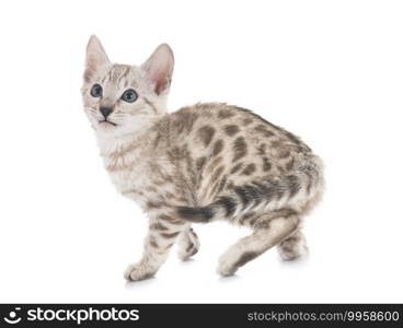 bengal cat in front of white background