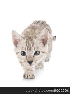 bengal cat in front of white background